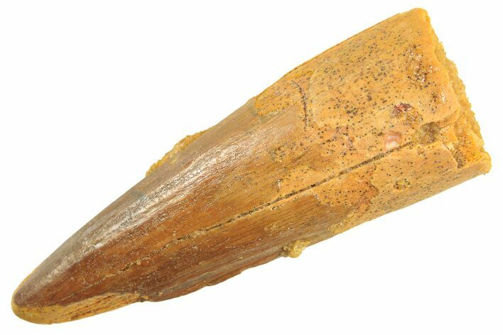 Fossil Spinosaurus Tooth - Real Dinosaur Tooth #297340